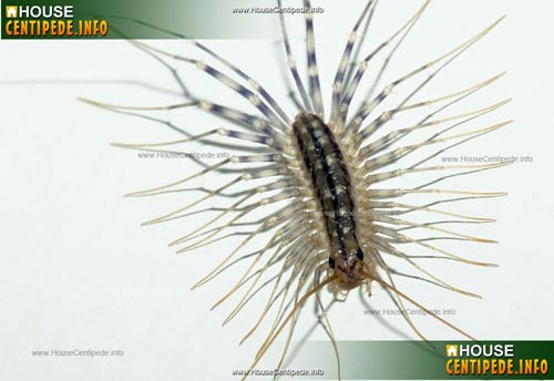 Photograph of a North American House Centipede